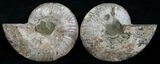 Cut and Polished Ammonite Pair #6188-1